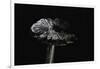 Hygrocybe Olivaceonigra (Waxcap)-Paul Starosta-Framed Photographic Print