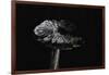 Hygrocybe Olivaceonigra (Waxcap)-Paul Starosta-Framed Photographic Print