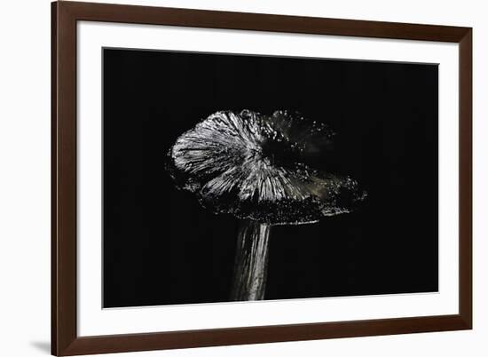 Hygrocybe Olivaceonigra (Waxcap)-Paul Starosta-Framed Photographic Print