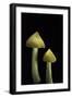 Hygrocybe Persistens Var. Konradii (Waxcap)-Paul Starosta-Framed Photographic Print