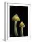 Hygrocybe Persistens Var. Konradii (Waxcap)-Paul Starosta-Framed Photographic Print