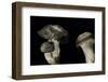 Hygrophorus Marzuolus (March Mushroom)-Paul Starosta-Framed Photographic Print