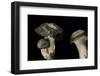 Hygrophorus Marzuolus (March Mushroom)-Paul Starosta-Framed Photographic Print