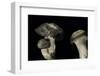 Hygrophorus Marzuolus (March Mushroom)-Paul Starosta-Framed Photographic Print