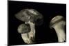 Hygrophorus Marzuolus (March Mushroom)-Paul Starosta-Mounted Photographic Print