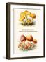 Hygrophorus - Waxy Cap Mushrooms-Edmund Michael-Framed Art Print