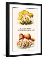 Hygrophorus - Waxy Cap Mushrooms-Edmund Michael-Framed Art Print