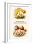 Hygrophorus - Waxy Cap Mushrooms-Edmund Michael-Framed Art Print