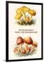 Hygrophorus - Waxy Cap Mushrooms-Edmund Michael-Framed Art Print