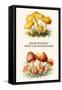 Hygrophorus - Waxy Cap Mushrooms-Edmund Michael-Framed Stretched Canvas