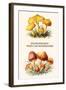Hygrophorus - Waxy Cap Mushrooms-Edmund Michael-Framed Art Print