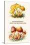 Hygrophorus - Waxy Cap Mushrooms-Edmund Michael-Stretched Canvas