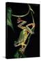 Hyla Chinensis (Chinese Tree Toad)-Paul Starosta-Stretched Canvas