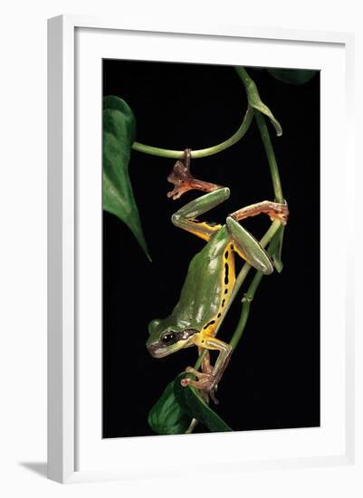 Hyla Chinensis (Chinese Tree Toad)-Paul Starosta-Framed Photographic Print