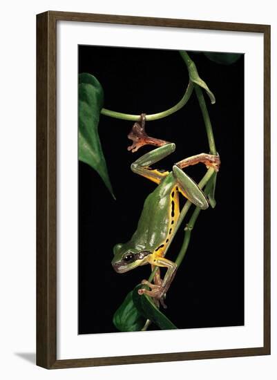 Hyla Chinensis (Chinese Tree Toad)-Paul Starosta-Framed Photographic Print