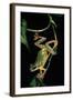 Hyla Chinensis (Chinese Tree Toad)-Paul Starosta-Framed Photographic Print