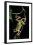 Hyla Chinensis (Chinese Tree Toad)-Paul Starosta-Framed Photographic Print