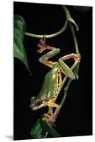 Hyla Chinensis (Chinese Tree Toad)-Paul Starosta-Mounted Photographic Print