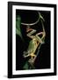 Hyla Chinensis (Chinese Tree Toad)-Paul Starosta-Framed Photographic Print