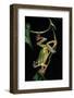 Hyla Chinensis (Chinese Tree Toad)-Paul Starosta-Framed Photographic Print