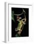 Hyla Chinensis (Chinese Tree Toad)-Paul Starosta-Framed Photographic Print