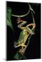 Hyla Chinensis (Chinese Tree Toad)-Paul Starosta-Mounted Photographic Print