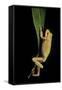 Hyla Cinerea Albino (American Green Tree Frog)-Paul Starosta-Framed Stretched Canvas