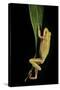 Hyla Cinerea Albino (American Green Tree Frog)-Paul Starosta-Stretched Canvas