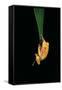Hyla Cinerea Albino (American Green Tree Frog)-Paul Starosta-Framed Stretched Canvas