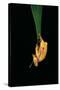 Hyla Cinerea Albino (American Green Tree Frog)-Paul Starosta-Stretched Canvas