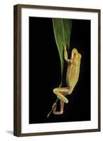 Hyla Cinerea Albino (American Green Tree Frog)-Paul Starosta-Framed Photographic Print