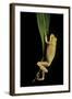 Hyla Cinerea Albino (American Green Tree Frog)-Paul Starosta-Framed Photographic Print