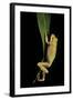 Hyla Cinerea Albino (American Green Tree Frog)-Paul Starosta-Framed Photographic Print