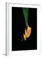 Hyla Cinerea Albino (American Green Tree Frog)-Paul Starosta-Framed Photographic Print