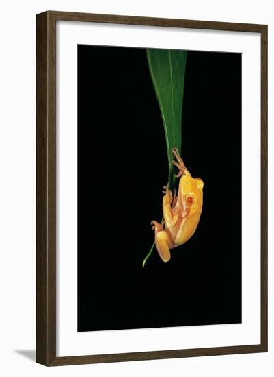 Hyla Cinerea Albino (American Green Tree Frog)-Paul Starosta-Framed Photographic Print