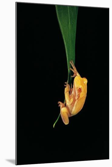 Hyla Cinerea Albino (American Green Tree Frog)-Paul Starosta-Mounted Photographic Print