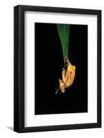 Hyla Cinerea Albino (American Green Tree Frog)-Paul Starosta-Framed Photographic Print