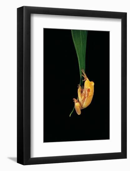 Hyla Cinerea Albino (American Green Tree Frog)-Paul Starosta-Framed Photographic Print