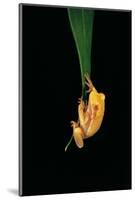 Hyla Cinerea Albino (American Green Tree Frog)-Paul Starosta-Mounted Photographic Print