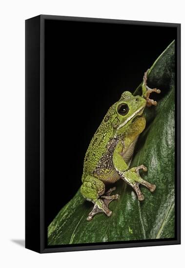 Hyla Gratiosa (Barking Treefrog)-Paul Starosta-Framed Stretched Canvas