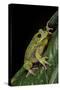 Hyla Gratiosa (Barking Treefrog)-Paul Starosta-Stretched Canvas