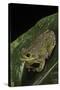 Hyla Gratiosa (Barking Treefrog)-Paul Starosta-Stretched Canvas