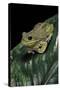 Hyla Gratiosa (Barking Treefrog)-Paul Starosta-Stretched Canvas