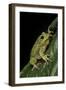 Hyla Gratiosa (Barking Treefrog)-Paul Starosta-Framed Photographic Print