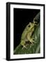 Hyla Gratiosa (Barking Treefrog)-Paul Starosta-Framed Photographic Print