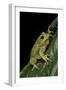 Hyla Gratiosa (Barking Treefrog)-Paul Starosta-Framed Photographic Print