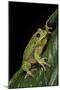 Hyla Gratiosa (Barking Treefrog)-Paul Starosta-Mounted Photographic Print