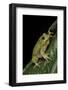 Hyla Gratiosa (Barking Treefrog)-Paul Starosta-Framed Photographic Print