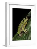 Hyla Gratiosa (Barking Treefrog)-Paul Starosta-Framed Photographic Print