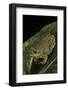 Hyla Gratiosa (Barking Treefrog)-Paul Starosta-Framed Photographic Print